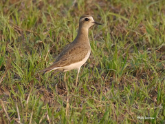 Charadrius asiaticus