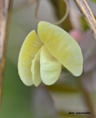 Vicia hybrida