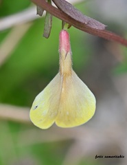Vicia hybrida