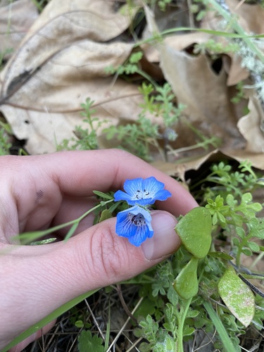 iNaturalist observation photo of Menzies' baby blue eyes