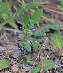 Vicia lathyroides