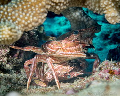 Goniosupradens hawaiensis