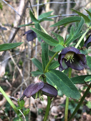 Helleborus atrorubens