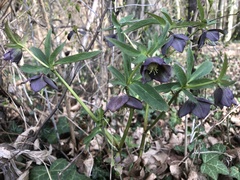 Helleborus atrorubens