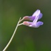 Vicia parviflora - Photo (c) fotis-samaritakis, μερικά δικαιώματα διατηρούνται (CC BY-NC), uploaded by fotis-samaritakis
