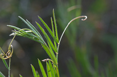 Vicia parviflora