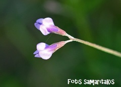 Vicia parviflora