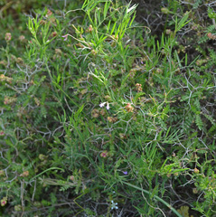 Vicia parviflora