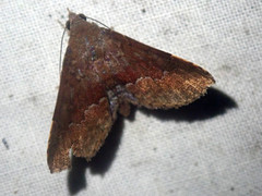 Diascia hayesi