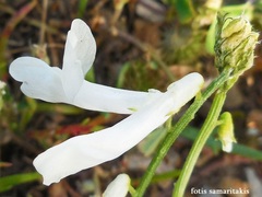 Vicia pinetorum