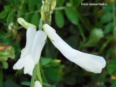 Vicia pinetorum