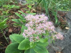 Hylotelephium spectabile