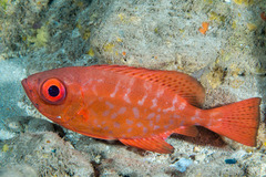 Heteropriacanthus carolinus
