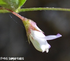 Vicia pubescens