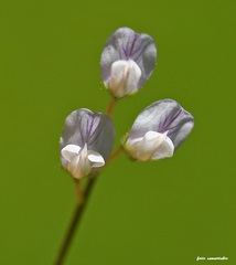 Vicia pubescens