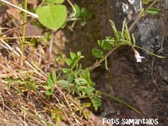 Vicia pubescens