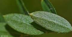 Vicia pubescens