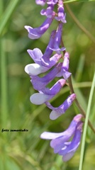 Vicia tenuifolia dalmatica