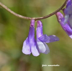Vicia tenuifolia dalmatica