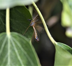 Hesperotipula