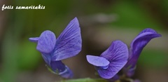 Vicia villosa microphylla