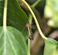 Hesperotipula