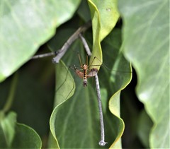 Hesperotipula