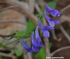 Vicia villosa microphylla