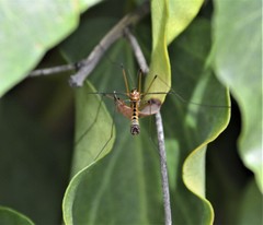 Hesperotipula