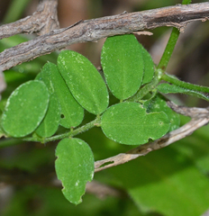Vicia villosa microphylla