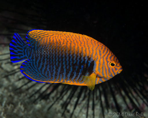 Potter's Angelfish