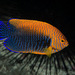 Dwarf Angelfishes - Photo (c) 104623964081378888743, some rights reserved (CC BY-NC), uploaded by 104623964081378888743