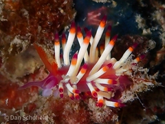 Coryphellina delicata