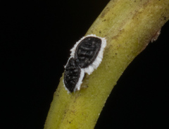 Aleurocanthus spiniferus