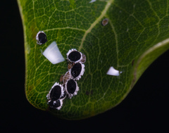 Aleurocanthus spiniferus
