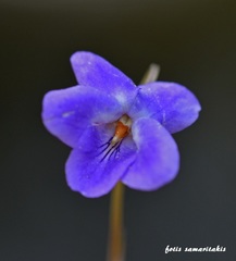 Viola alba cretica