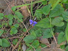Viola alba cretica