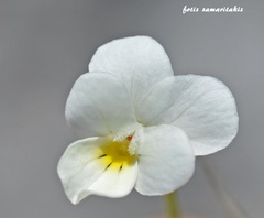 Viola fragrans