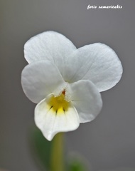 Viola fragrans