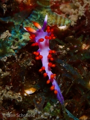 Launsina rubropurpurata