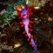 Launsina rubropurpurata