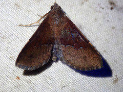 Diascia hayesi