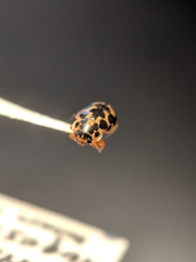 Anisosticta