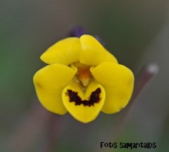 Viola scorpiuroides
