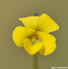 Viola scorpiuroides