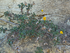 Viola scorpiuroides
