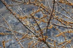Hippophae salicifolia