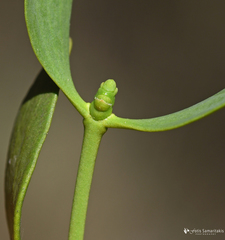 Viscum album creticum