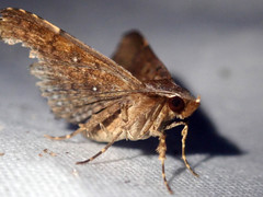 Diascia hayesi