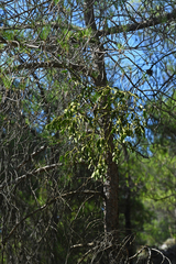 Viscum album creticum